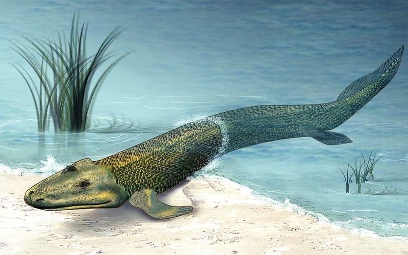 Ученые рыбой с четырьмя лапами составили полную цепочку эволюции