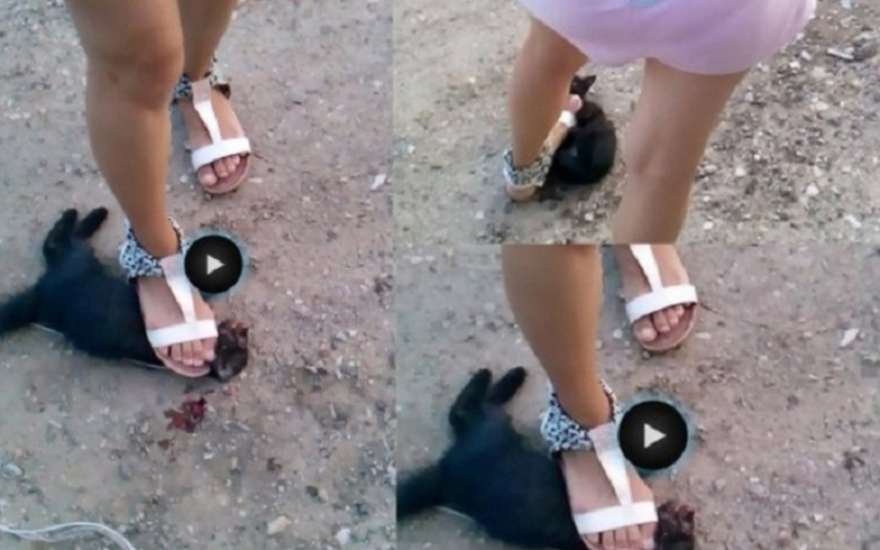 В Ростове полиция разыскивает живодерку, ногой раздавившую котенка (фото) .